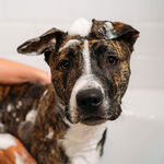 Unite Hair DOGGY 'POO Hafer- & Argan&ouml;l-Hundeshampoo 473ml